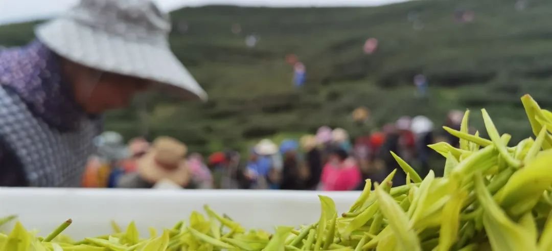 品牌人物·黔茶丨蒋庆松：让石漠荒山披茶绿