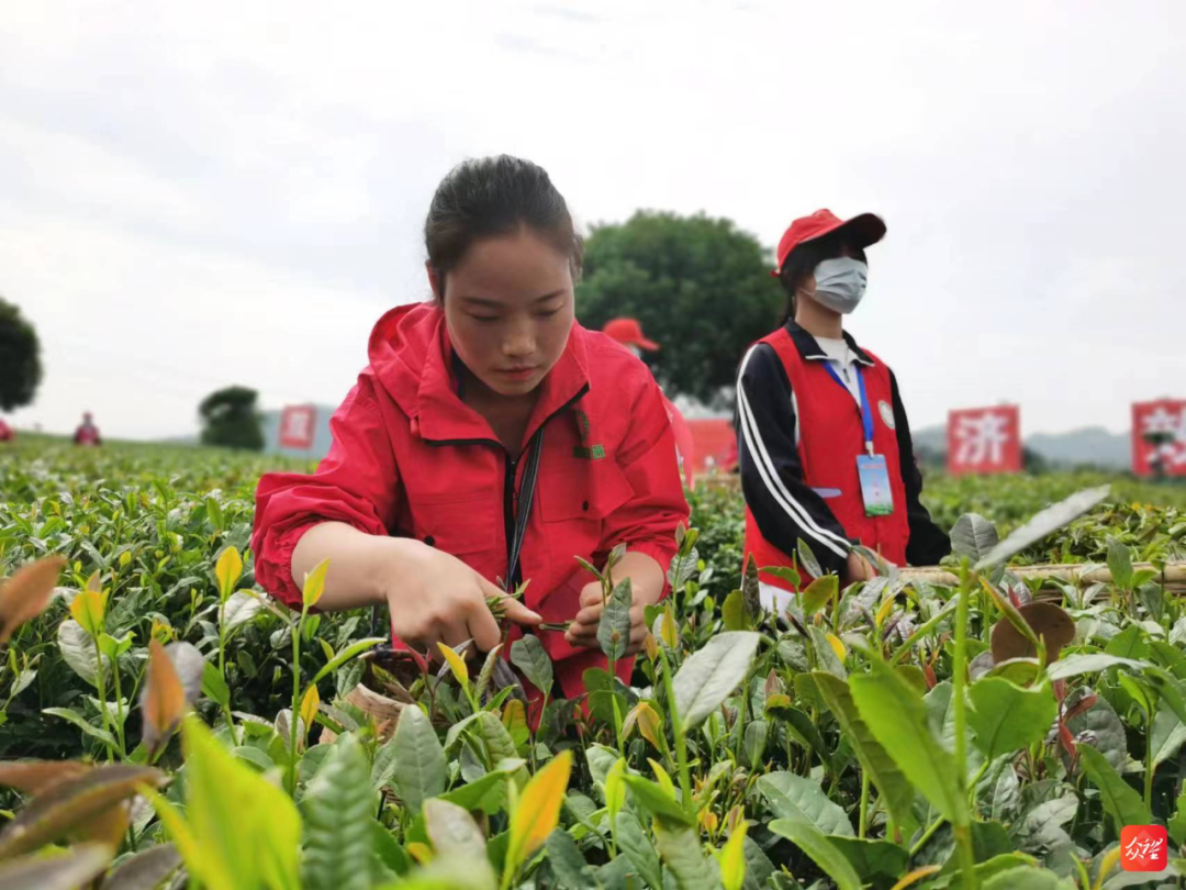 黔茶人物丨红福姐妹：冉冉盛开的茶山之花