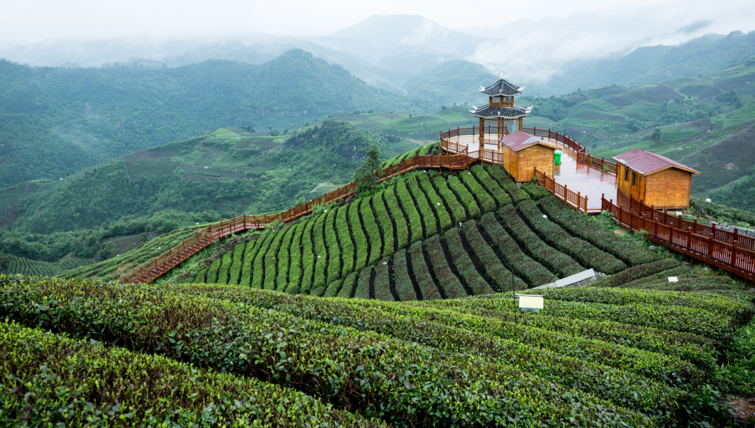 黔茶人物丨汪健：为黔茶出山修筑“高速路”