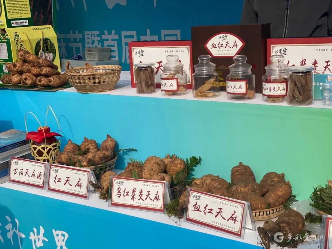 第二届中国（贵州）天麻节暨首届中国·毕节天麻博览会在七星关区召开