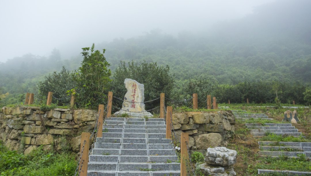 黔茶人物丨王静：做茶需要浪漫情怀