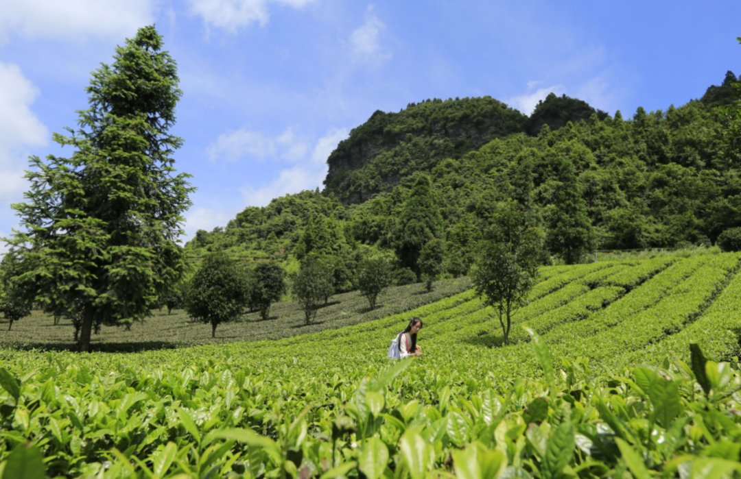 黔茶人物丨王静：做茶需要浪漫情怀