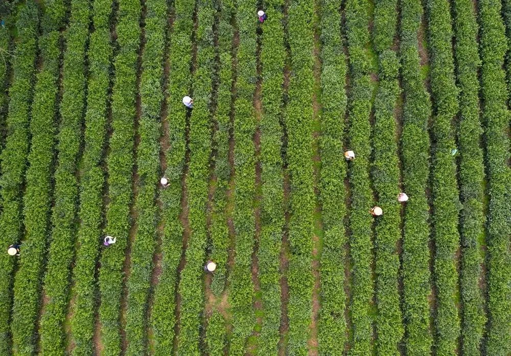 黔茶人物丨张卫民：红枫山青茶飘香