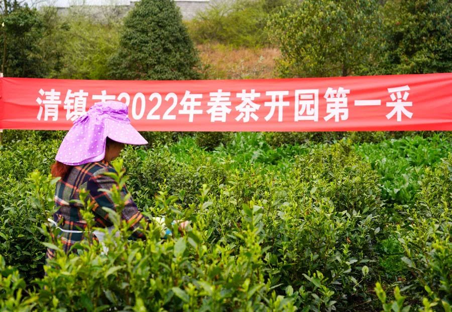 黔茶人物丨张卫民：红枫山青茶飘香