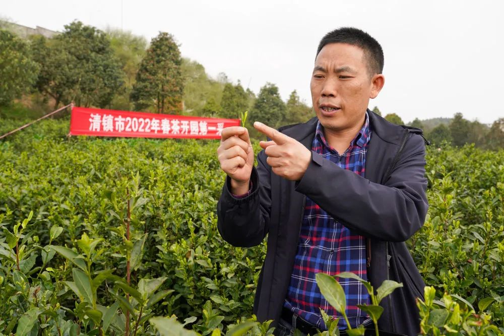 黔茶人物丨张卫民：红枫山青茶飘香