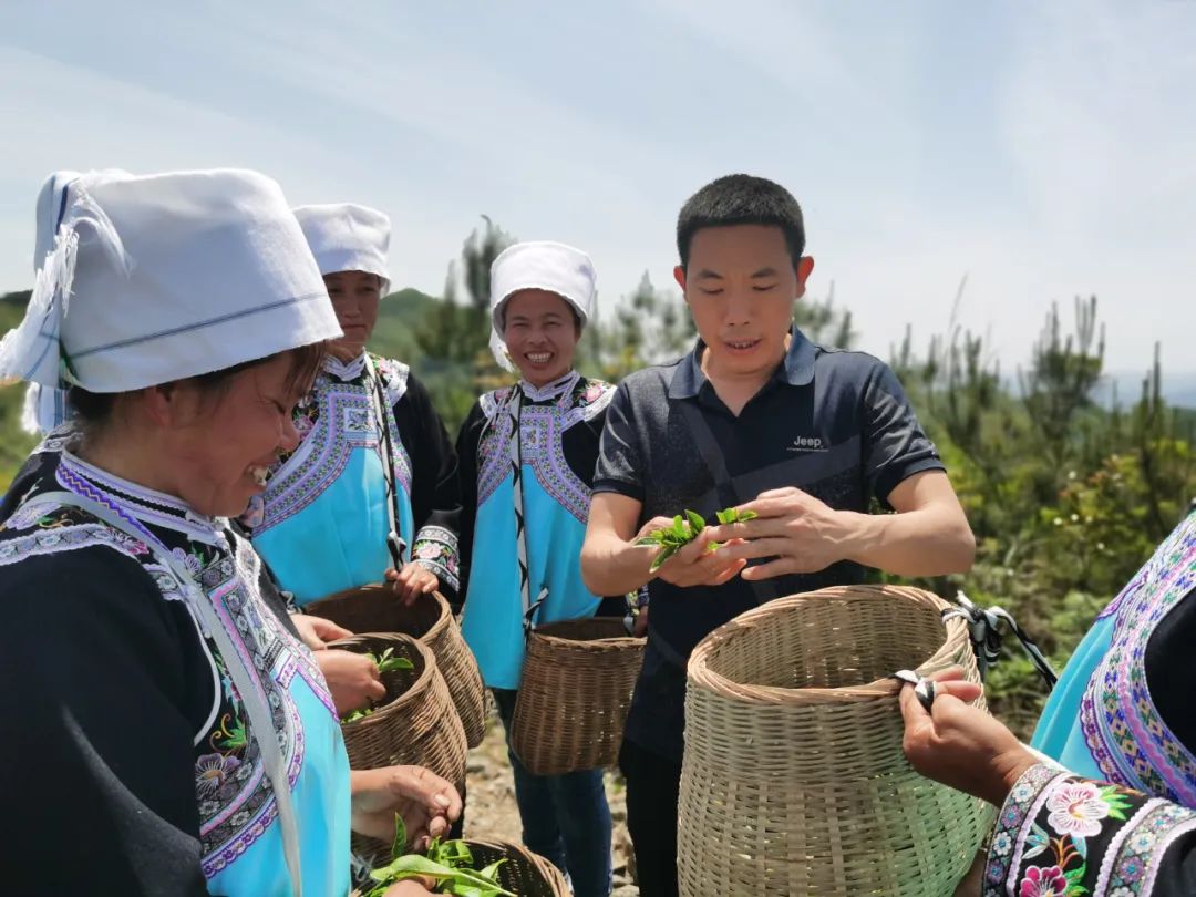 黔茶人物丨张卫民：红枫山青茶飘香