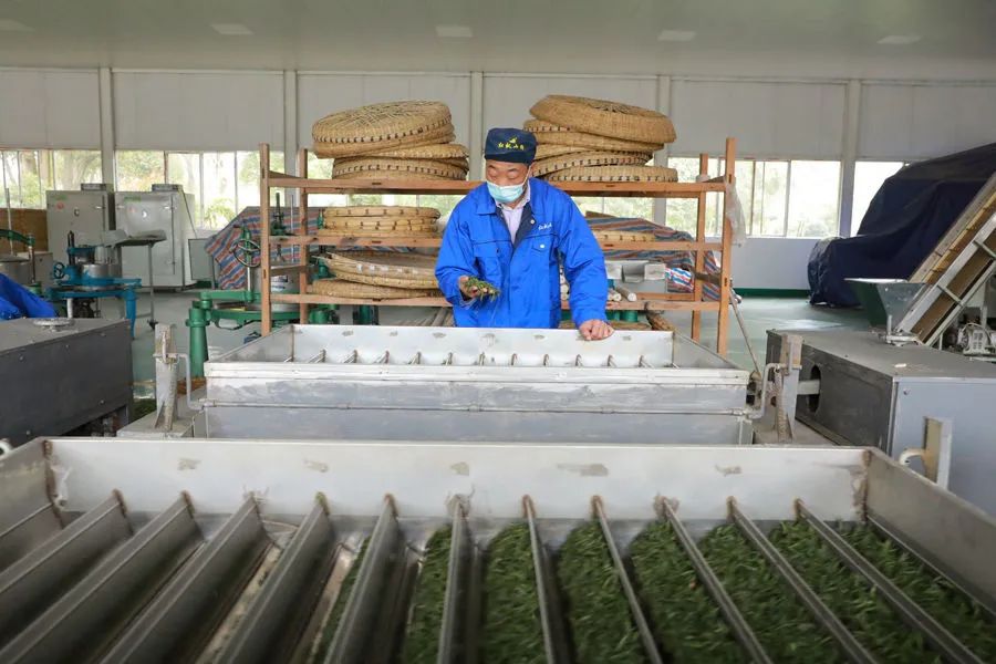 黔茶人物丨张卫民：红枫山青茶飘香