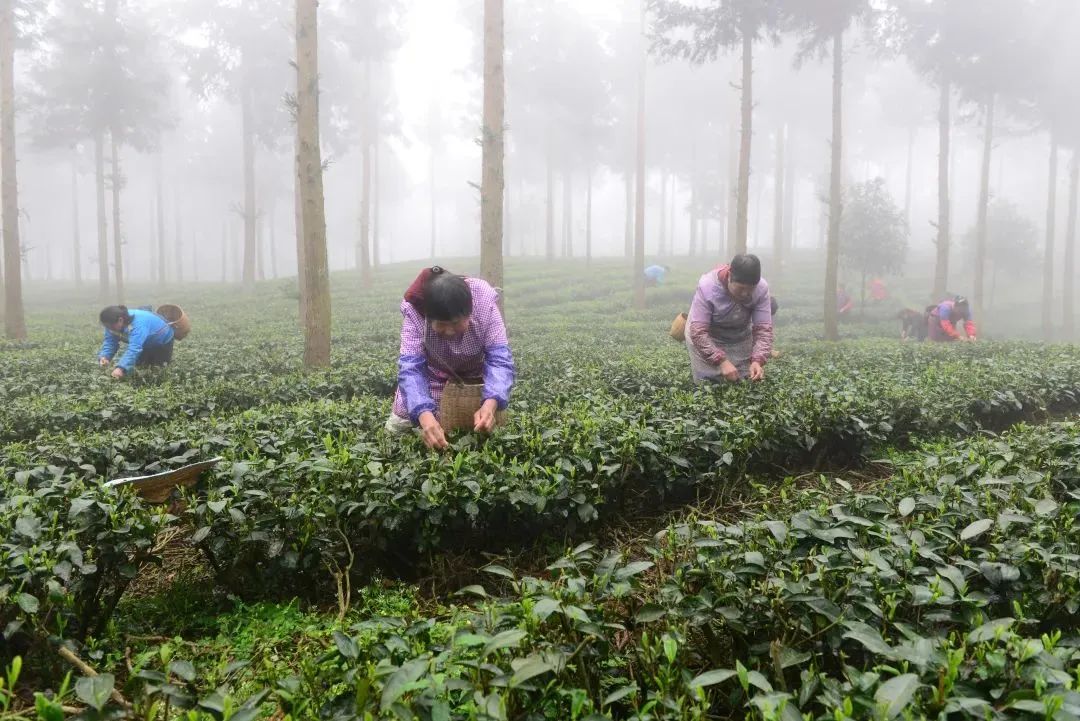 黔茶人物丨孙德礼：“两山论”的践行者