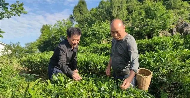 黔茶人物丨谢晓东：凤茶发展的记录人