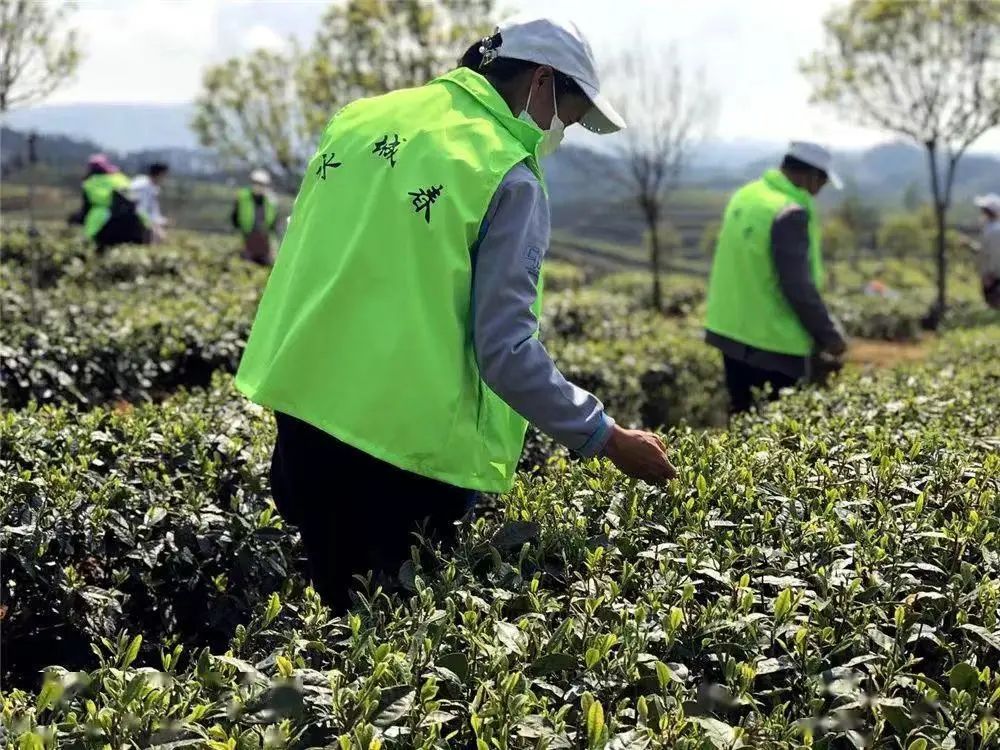 黔茶人物丨王永红:做一杯春天味道的好茶