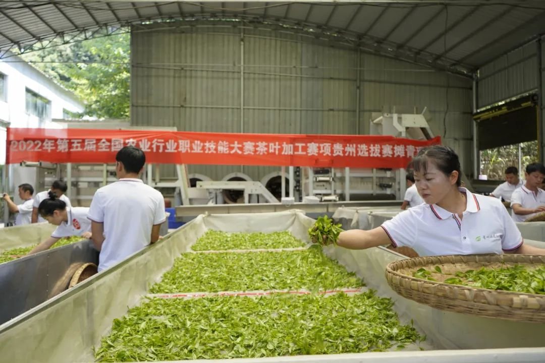 贵州省茶文化研究会荣获贵州省第一届职业技能大赛“优秀组织奖”