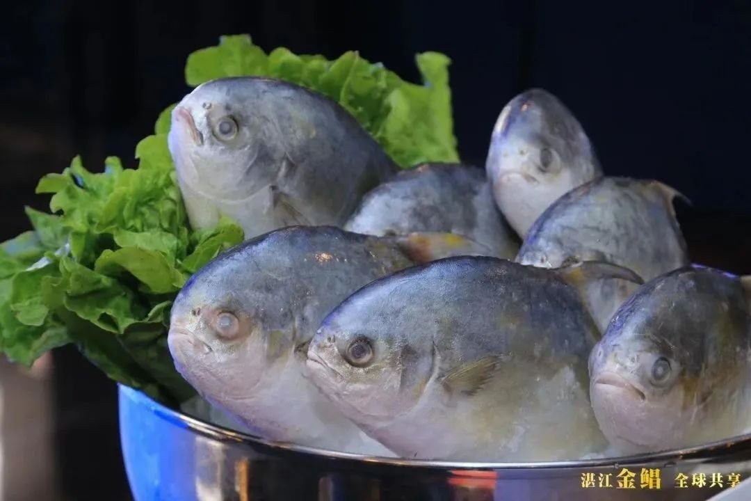 西部抢订单！湛江金鲳鱼成都推介会圆满举办