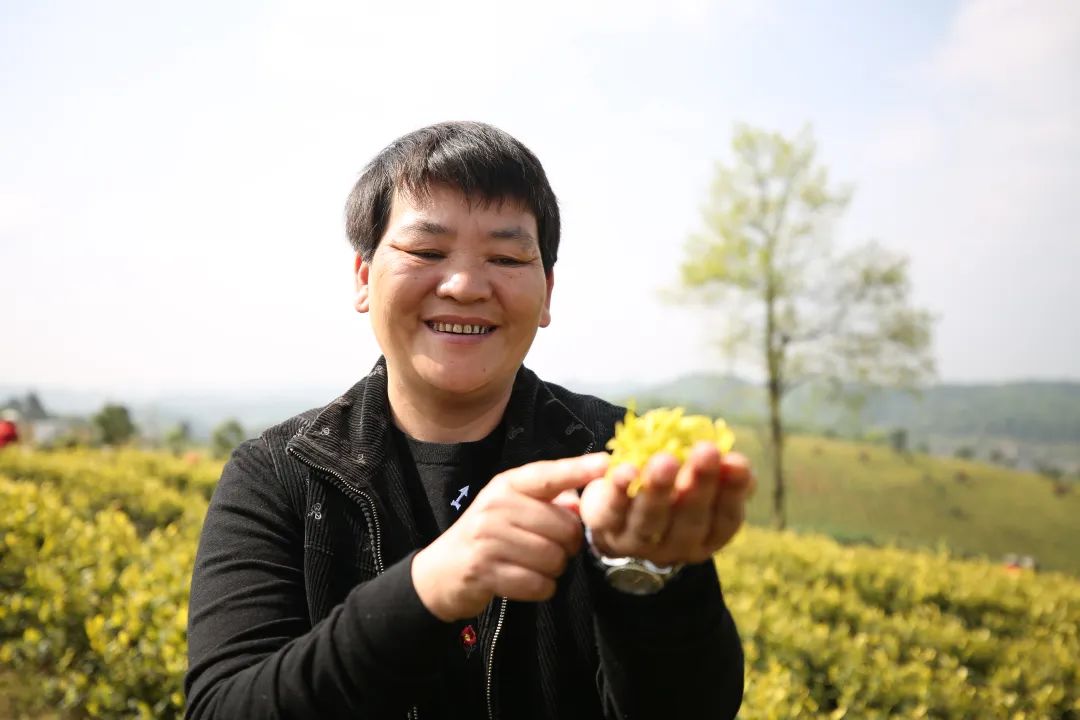 第十一届贵州茶业经济年会联办单位——贵州黄红缨茶业有限公司