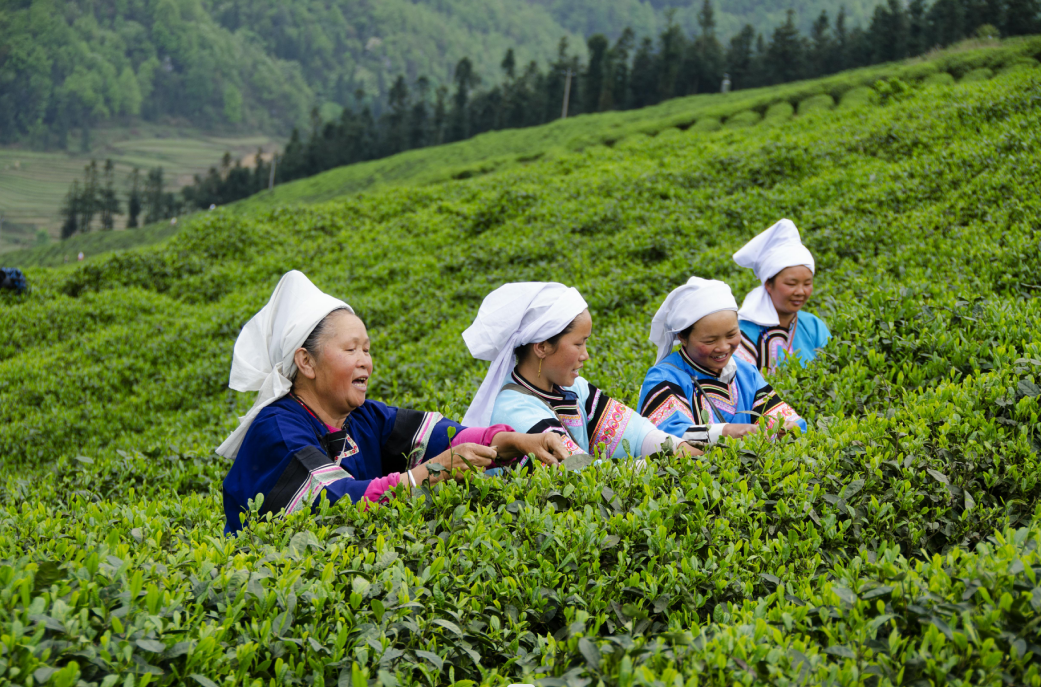 第十一届贵州茶业经济年会协办单位——贵州正山堂普安红茶业有限责任公司