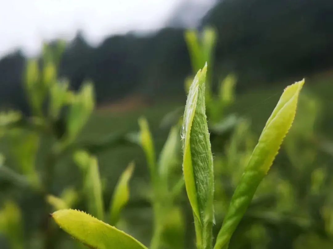 2023贵州茶行业龙头企业品牌助力行动正式启动