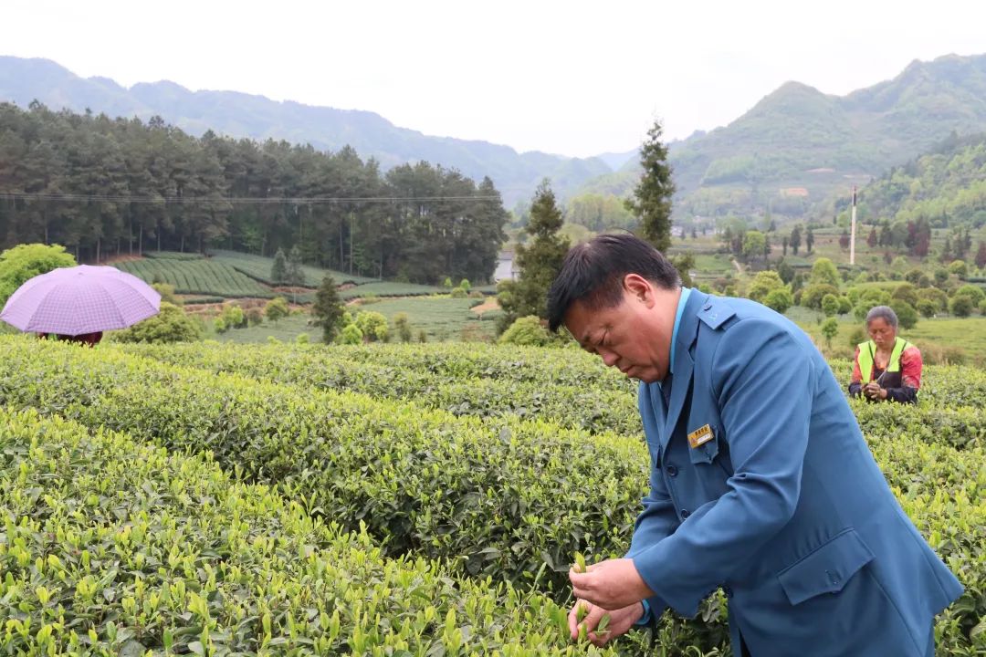 谭书德：品牌加持 助力“贵州绿茶”星火燎原