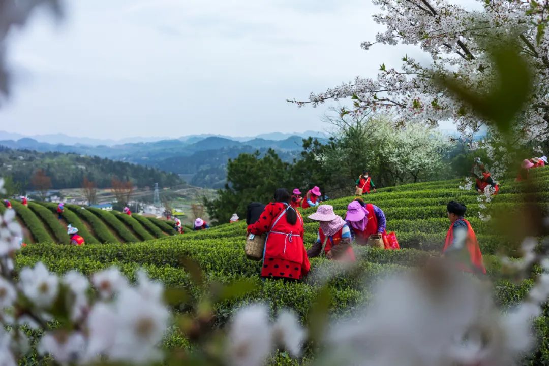 黄红缨：打造产品差异化 呈现贵州茶独特魅力