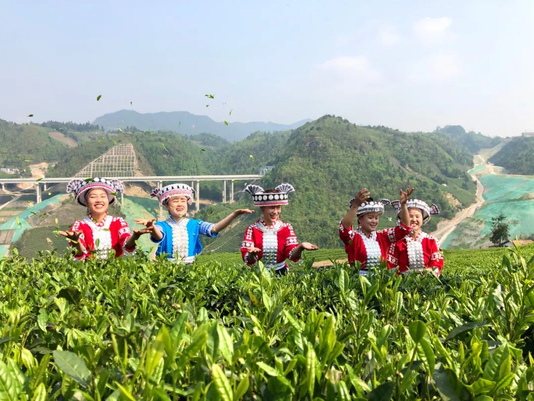李汉宇：贵州茶产业值得像白酒一样“贵”起来