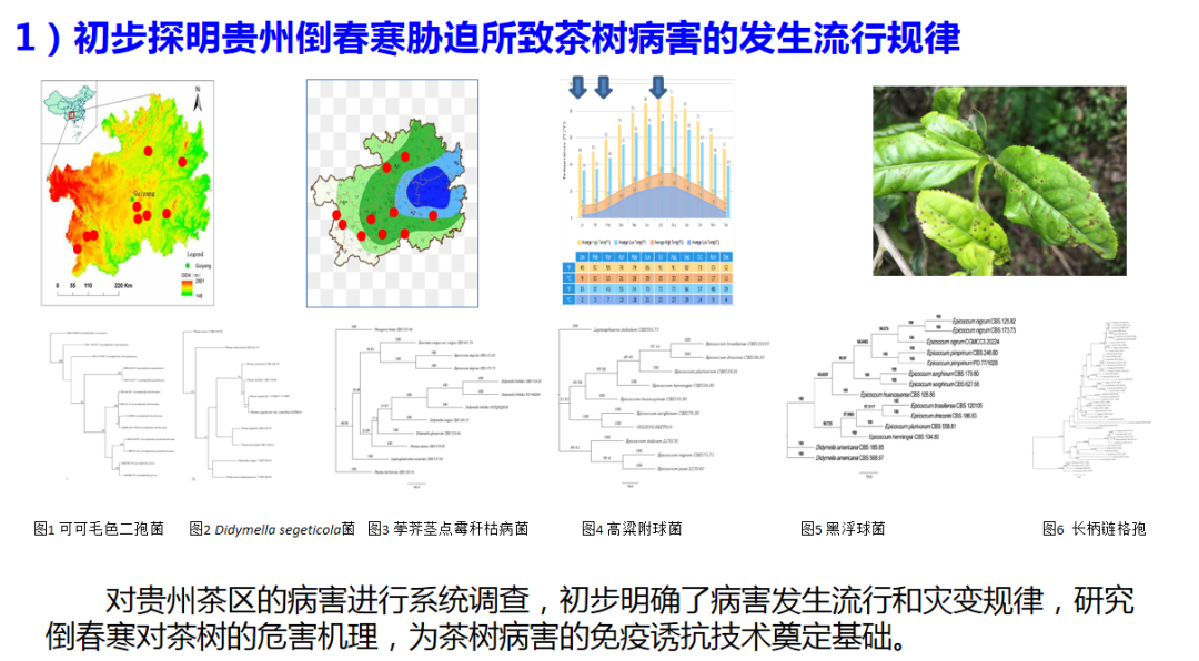 宋宝安：恪守“干净”是贵州茶产业发展的永恒追求