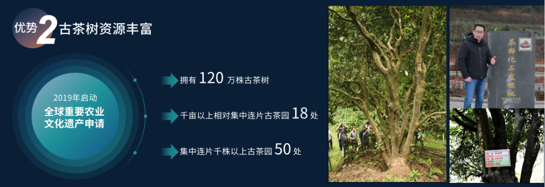 赖晓东：抓住后疫情时代关键节点 洞见贵州茶发展机遇