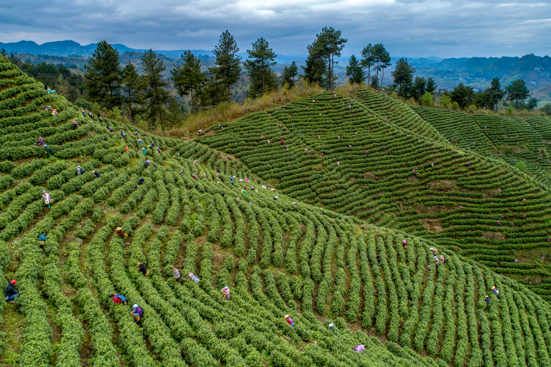 第八届“品平塘甲茶·观中国天眼——贵州春茶第一壶”开采品鉴系列活动启动