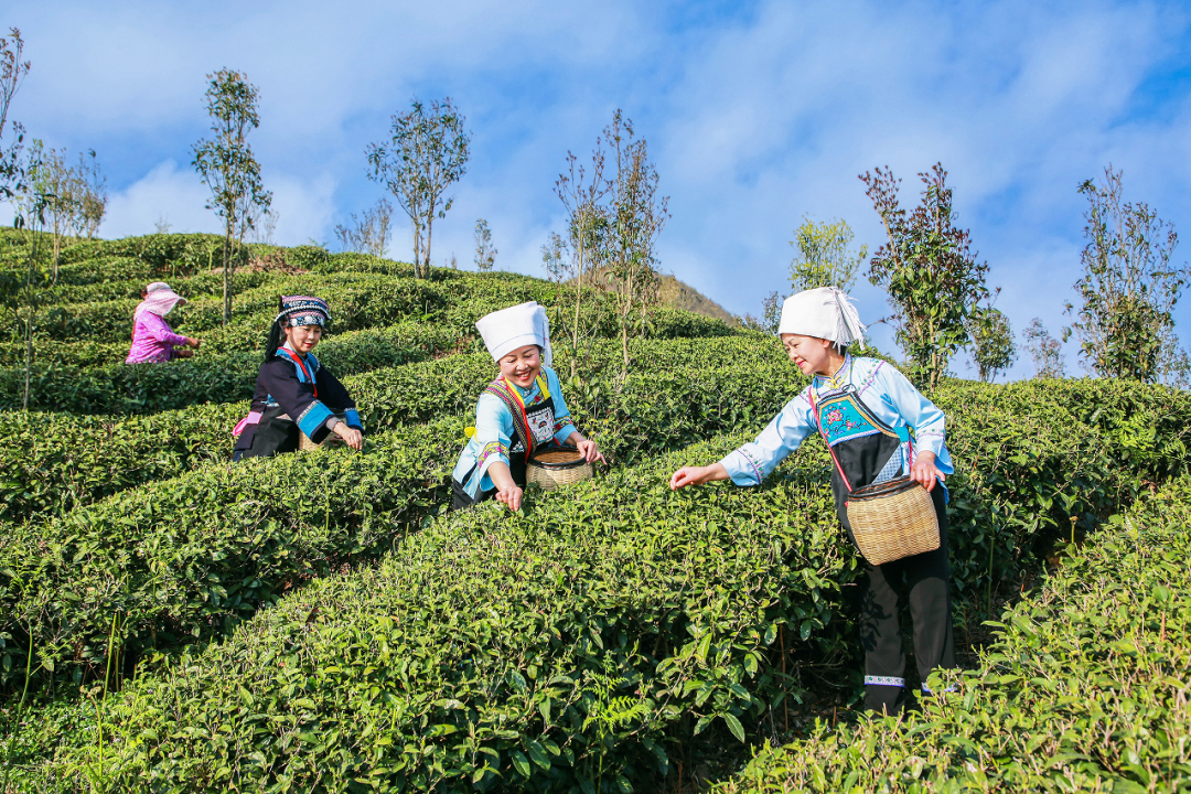 第八届“品平塘甲茶·观中国天眼——贵州春茶第一壶”开采品鉴系列活动启动