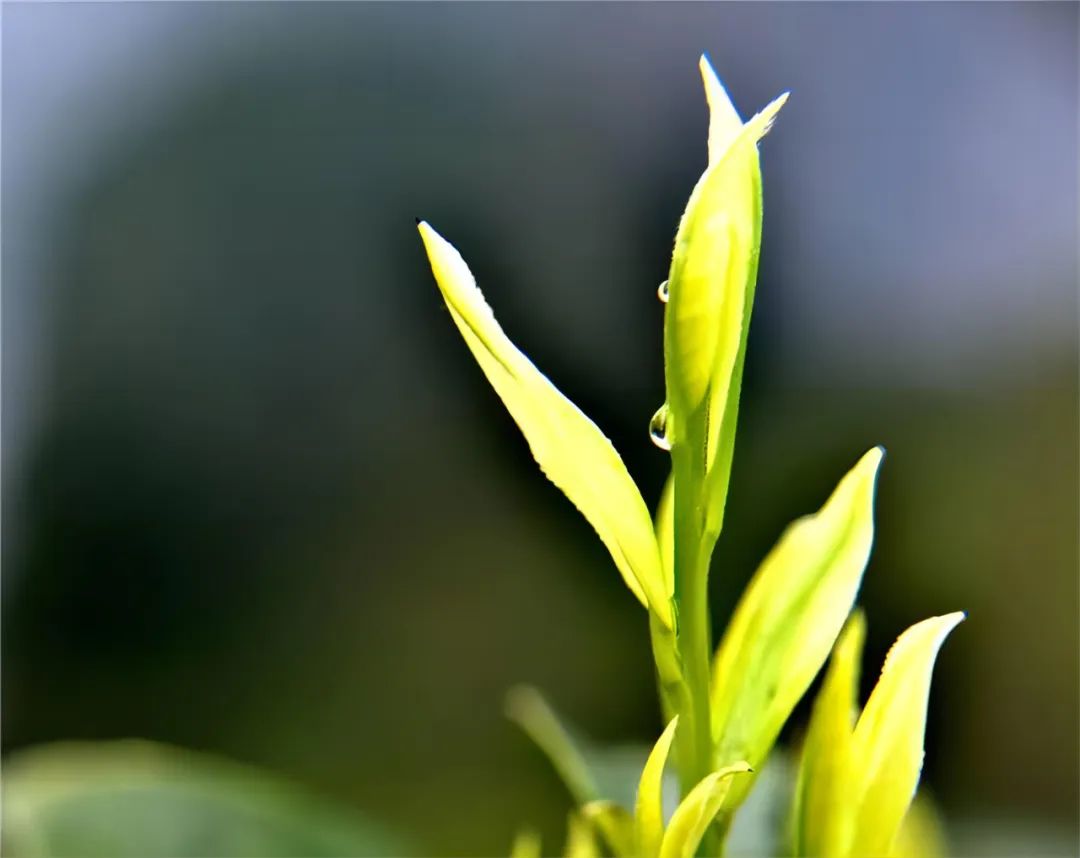 陈石：一杯早茶里的“四个春天”