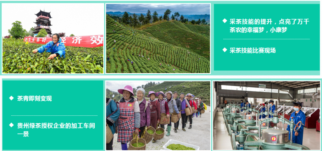 “贵州绿茶制茶师”跻身贵州省首批省级优秀区域劳务品牌十强行列