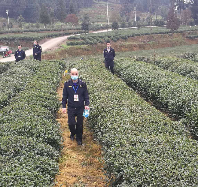 2022年贵州茶叶质量安全情况发布 17个产品不合格