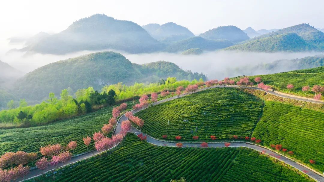 胡继承：茶叶“回家”，是我们的新赛道