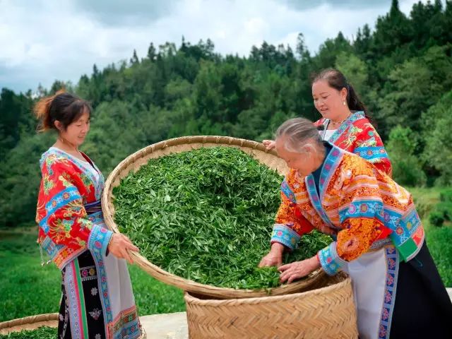 胡继承：茶叶“回家”，是我们的新赛道