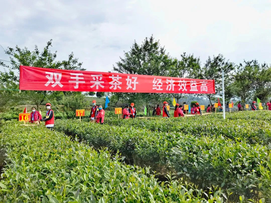 定了！“都匀毛尖杯”2023年全省秋季双手采茶技能竞赛将于8月18—19日在瓮安县举办