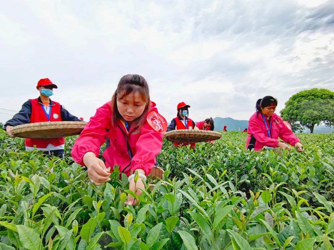 定了！“都匀毛尖杯”2023年全省秋季双手采茶技能竞赛将于8月18—19日在瓮安县举办