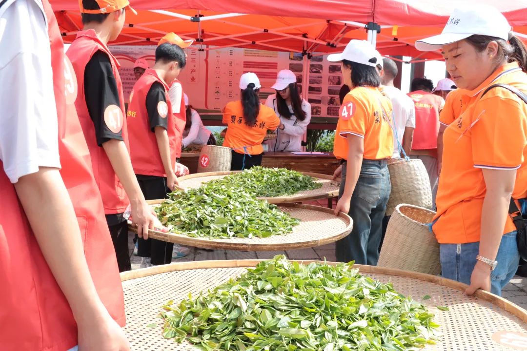 持续大力推广“双手采茶”，促进我省茶产业高质量发展——2023年全省秋季双手采茶技能竞赛完美收官