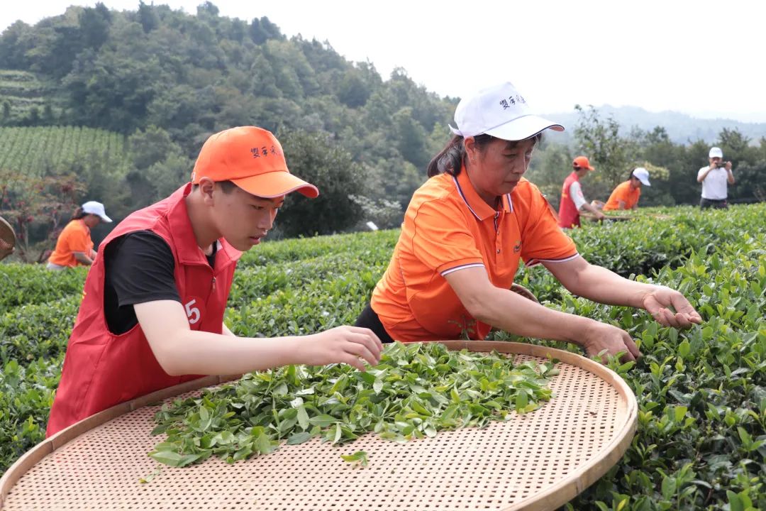 持续大力推广“双手采茶”，促进我省茶产业高质量发展——2023年全省秋季双手采茶技能竞赛完美收官