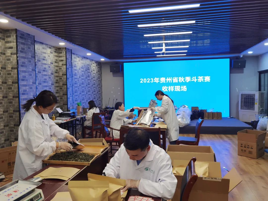 132份茶样已集结就位！2023年贵州省秋季斗茶赛收样结束
