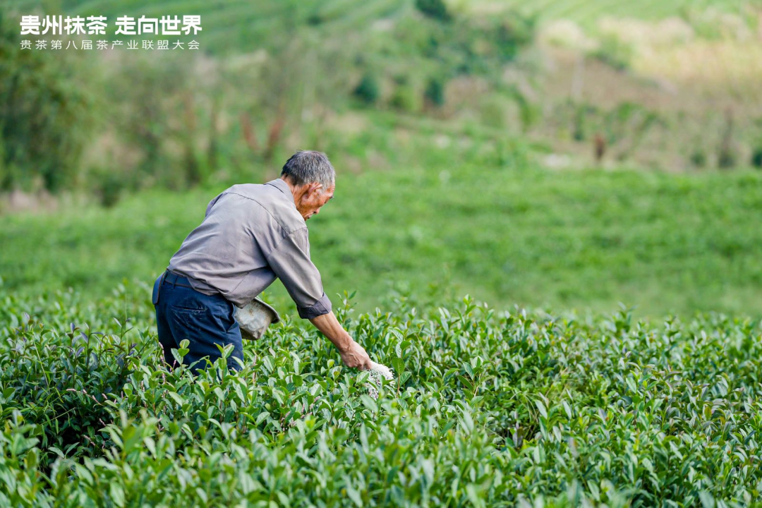 傅传耀：“三问”贵州抹茶如何走向世界