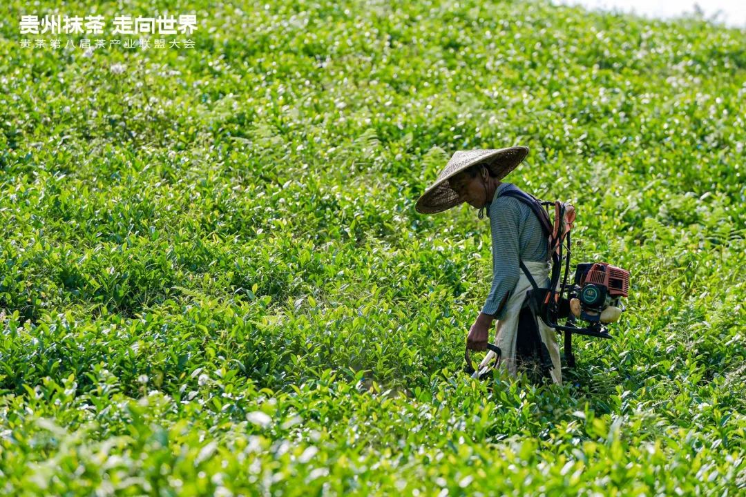 傅传耀：“三问”贵州抹茶如何走向世界