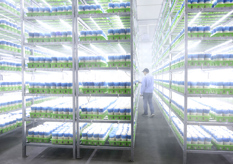 贵州安龙县食用菌协会——助推“安龙香菇菌工”劳务品牌茁壮成长