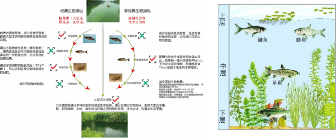 保护水系、提升韧性，2024年新片区增殖放流活动在滴水湖畔举行