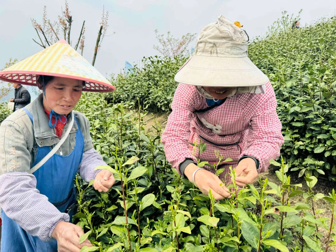 2024年都匀毛尖茶人会系列活动之好花红惠水“上春山·采春茶”活动在惠水举行