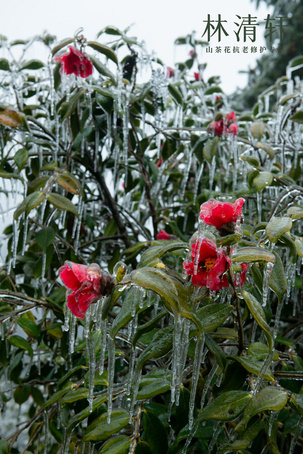 扛住"冻雨"考验，林清轩以时间刻度书写品牌梦