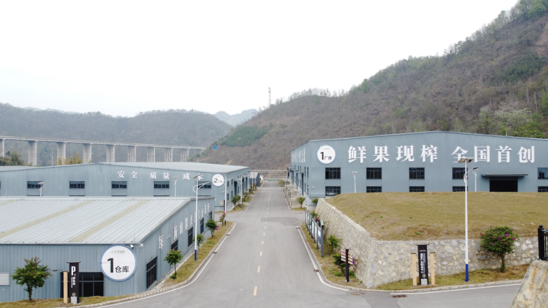 贵州册亨油茶产业——助力地方经济发展的新引擎