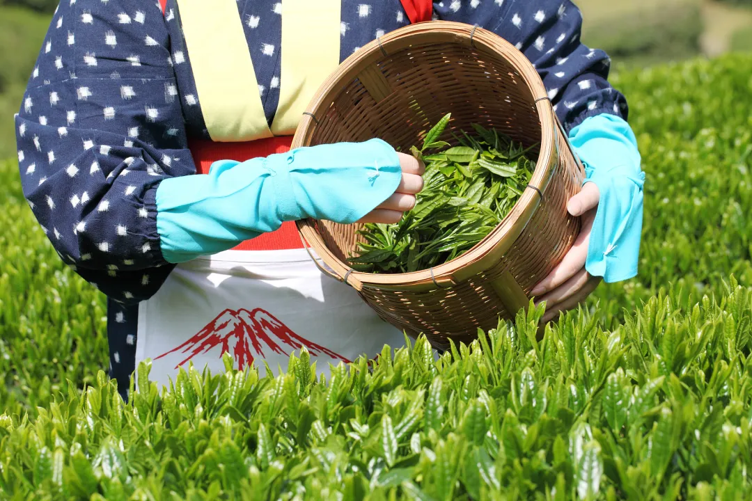 2024厦门国际春季茶博会开展，12家贵州茶企携贵州绿茶现场亮相