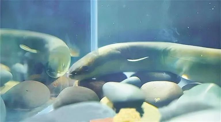 生物多样性在茅台：赤水河523公里折射出的美酒秘境