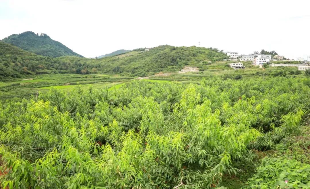 观山湖区：搭上“品牌快车” 让农产品一路“旺销”