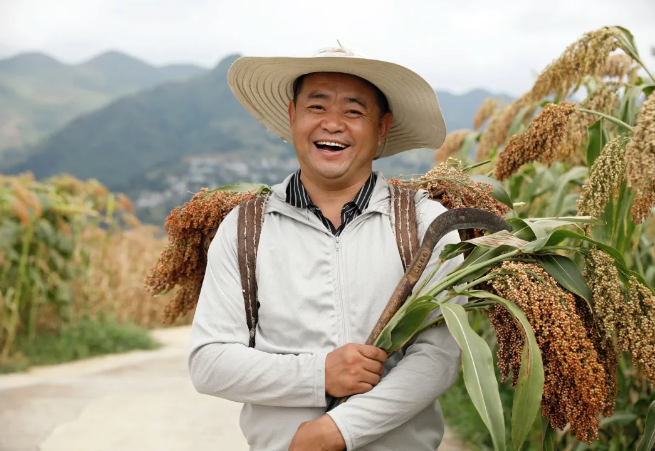 丰收敬粮农 质量承千秋 甲辰年茅台红缨子高粱丰收季活动圆满举办