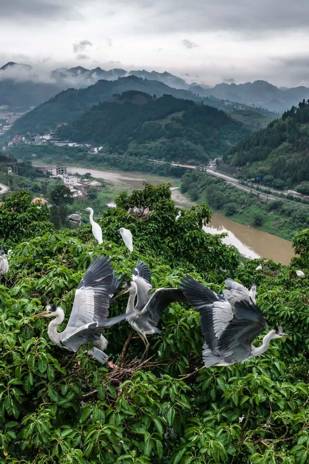 明晟ESG最新评级：茅台跃两格升至BBB级，为目前中国白酒行业最高评级