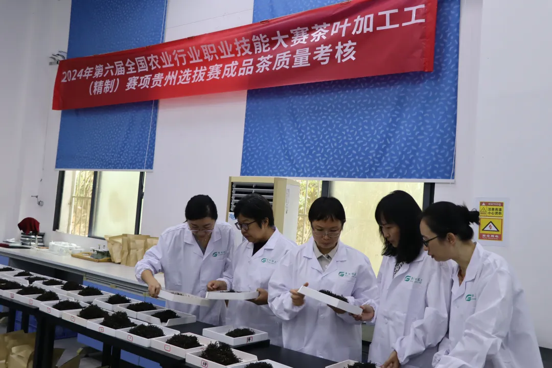 2024年第六届全国农业行业职业技能大赛茶叶加工工（精制）赛项贵州选拔赛圆满结束