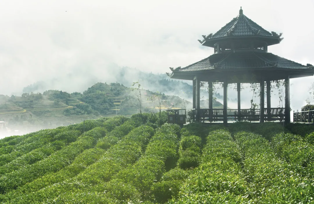 南航“贵贵号”上线！南航带着贵茶“飞上天”啦